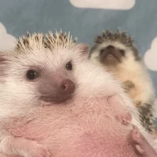 🦔 emoji hedgehogs in every day Telegram sticker 12 of 15