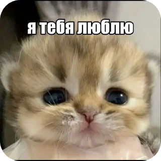 👍 emoji Беготни не будет Telegram sticker 12 of 13