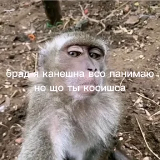 🌟 emoji Бибизянке @bibizyani100 Telegram sticker 7 of 30