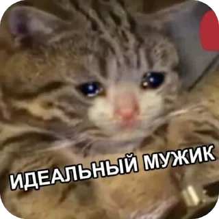 🫥 emoji meowstickstickersss Telegram sticker 14 of 51