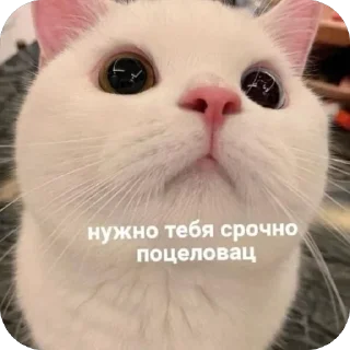 🫥 emoji meowstickstickersss Telegram sticker 16 of 51