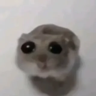 🐹 emoji Randomny meme (+sacabambaspis) Telegram sticker 16 of 118