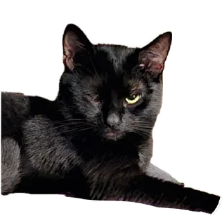Sticker from Сусик