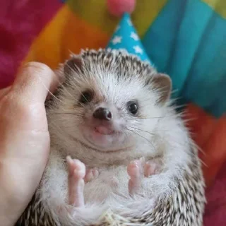 🦔 emoji hedgehogs Telegram sticker 15 of 120