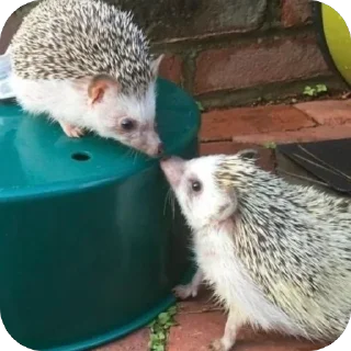 Sticker from Hedgehogs • @Earth928B
