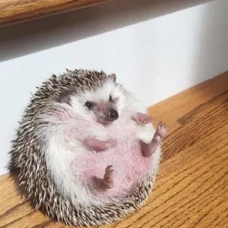 🦔 emoji Hedgehogs 💞🦔 Telegram sticker 15 of 36