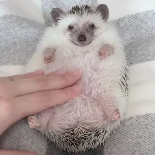 🦔 emoji hedgehogs Telegram sticker 17 of 120