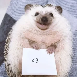 🦔 emoji Hedgehogs 💞🦔 Telegram sticker 19 of 36