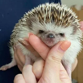 🦔 emoji hedgehogs Telegram sticker 20 of 120