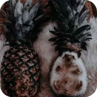 🍍 emoji Hedgehogs • @Earth928B Telegram sticker 7 of 50