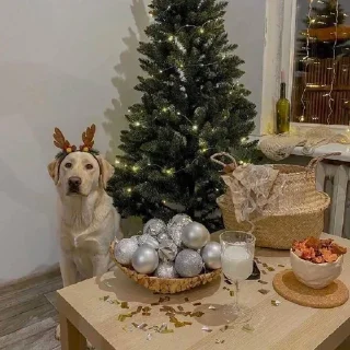 🌲 emoji ЖЮ Видео 🧡 Фотопак | @Lifeyt Telegram sticker 21 of 37