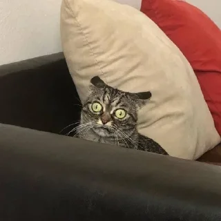 🤪 emoji ЖЮ Видео 🧡 Фотопак | @Lifeyt Telegram sticker 22 of 37