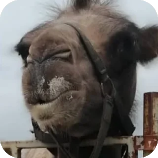 🐎 emoji писикаки Telegram sticker 20 of 80