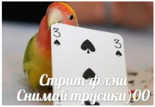 😎 emoji папуги и котюги от ани Telegram sticker 17 of 91