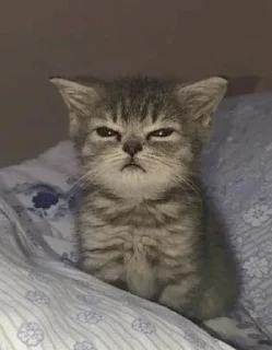 🌟 emoji для особливо важливих перегово Telegram sticker 22 of 73