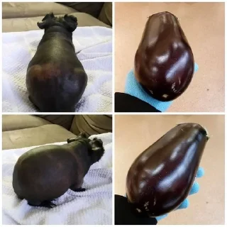 🍆 emoji мой ванюшик Telegram sticker 24 of 32