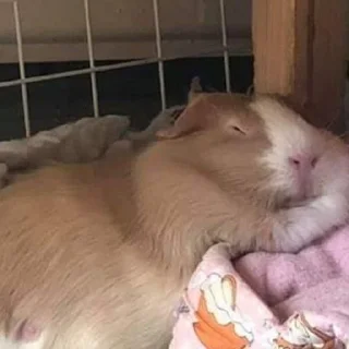😴 emoji ПИПЧИКИ!{by @chocopyil} Telegram sticker 10 of 15