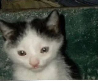 Sticker from котики для любимой