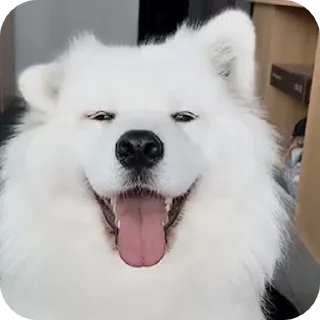 ✨ emoji Не пиздіть, бо Сумія з'їсть Telegram sticker 13 of 50