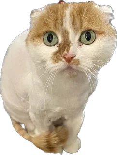 😳 emoji Фенита Ля Попита Telegram sticker 16 of 17