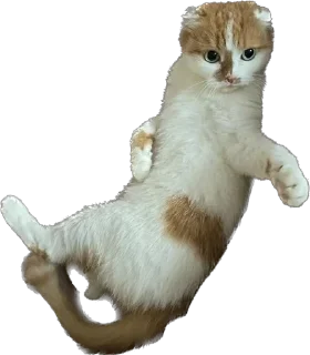 🛋️ emoji Фенита Ля Попита Telegram sticker 17 of 17