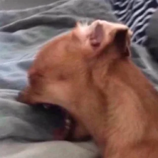 😭 emoji собаки Telegram sticker 17 of 120
