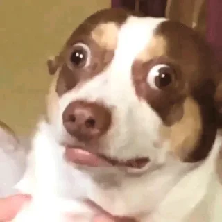 😳 emoji собаки Telegram sticker 3 of 120