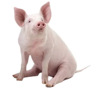 👁️ emoji Свинтуси👁️🐽👁️ Telegram sticker 16 of 31