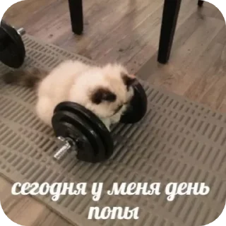🌟 emoji gym rat Telegram sticker 6 of 8