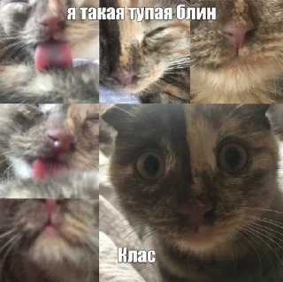 🌟 emoji мася Telegram sticker 10 of 25