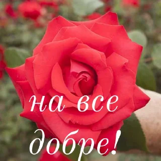 🥰 emoji щиро кохаю!) Telegram sticker 12 of 43