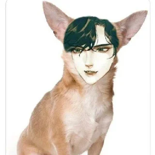 🐶 emoji Я люблю БН @quizzcal Telegram sticker 15 of 75