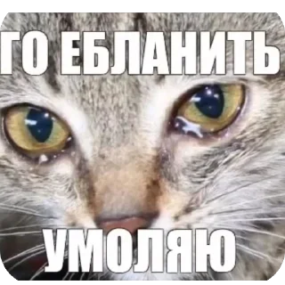 🫥 emoji topchik np Telegram sticker 8 of 81
