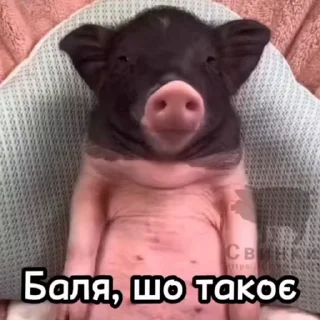 🤩 emoji Хуня  йанасары @TgEmodziBot Telegram sticker 14 of 15