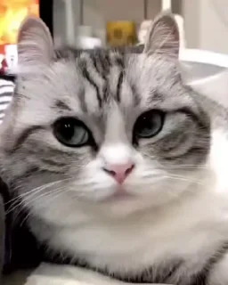 🌟 emoji накурилсч заебись Telegram sticker 14 of 55
