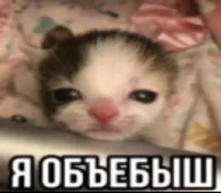 🌟 emoji Котики Telegram sticker 11 of 120