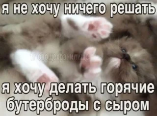 🌟 emoji Котики Telegram sticker 9 of 120