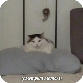 🐱 emoji Мемчанские для души Telegram sticker 22 of 119