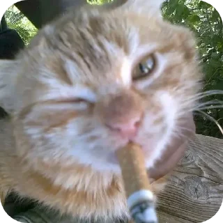 🐱 emoji мне кажется или swag Telegram sticker 9 of 32
