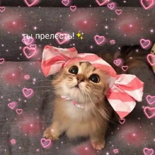 🌟 emoji котики💗 Telegram sticker 6 of 35