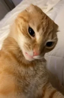 🧐 emoji Коты Telegram sticker 11 of 22