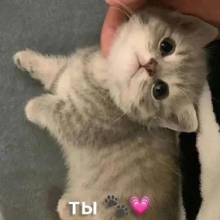 💗 emoji котя Telegram sticker 2 of 50