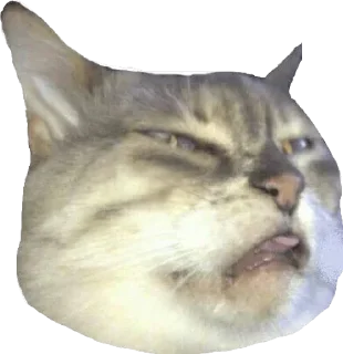 😖 emoji Мяу Please Telegram sticker 9 of 45