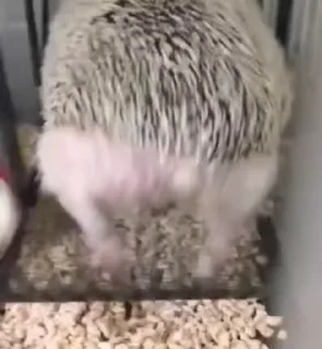 🦔 emoji Ёжики • @TgStickery Telegram sticker 5 of 49