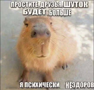 🥰 emoji капибара (тоесть я) Telegram sticker 19 of 25
