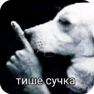 🖼 emoji стики от кошенятко Telegram sticker 22 of 62