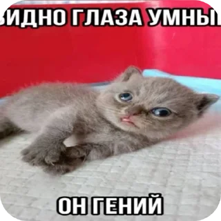 🐱 emoji стики от кошенятко Telegram sticker 13 of 62
