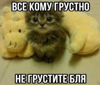 🌟 emoji Злые котята Telegram sticker 11 of 50