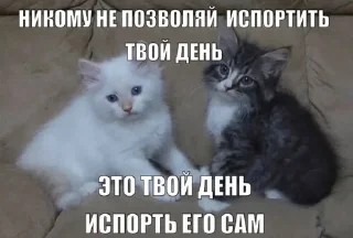 🌟 emoji Злые котята Telegram sticker 19 of 50
