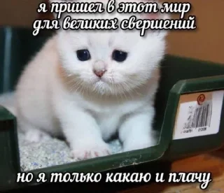 🌟 emoji Злые котята Telegram sticker 23 of 50